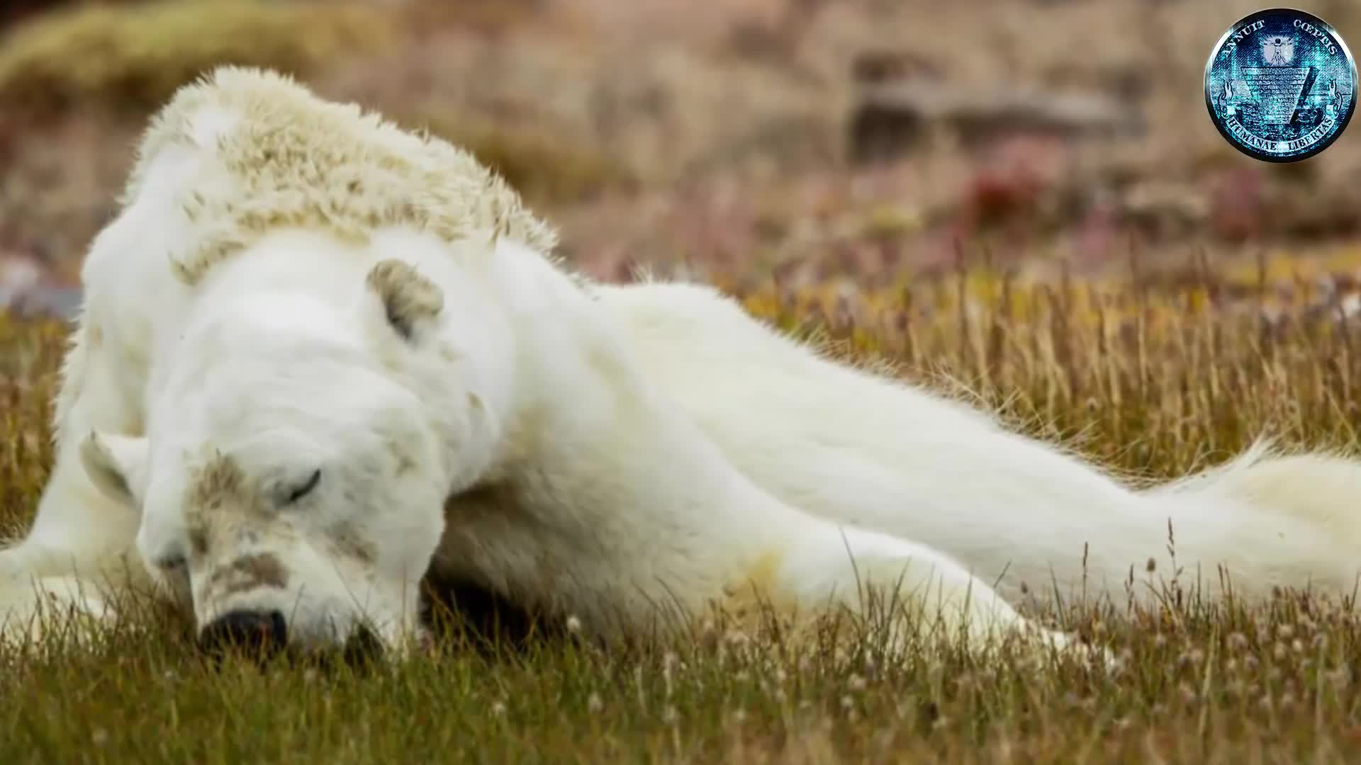 EL VÍDEO MÁS VIRAL DEL CAMBIO CLIMÁTICO ES FAKE - MICRO NEWS 03